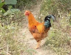 国产老鸡露脸视频